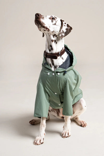 Boulogne raincoat for dogs -Flotte #couleur_vert-sauge