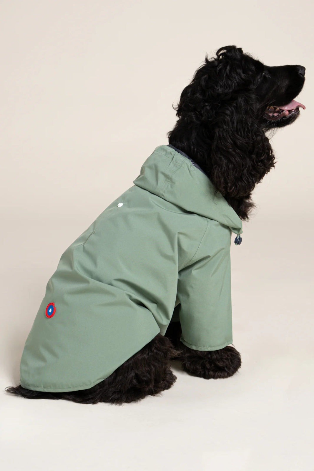 Boulogne raincoat for dogs -Flotte #couleur_vert-sauge