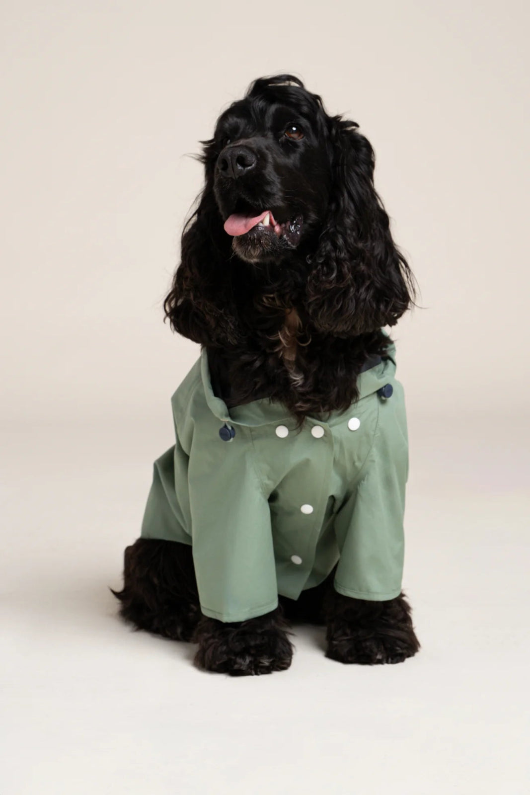 Boulogne raincoat for dogs -Flotte #couleur_vert-sauge