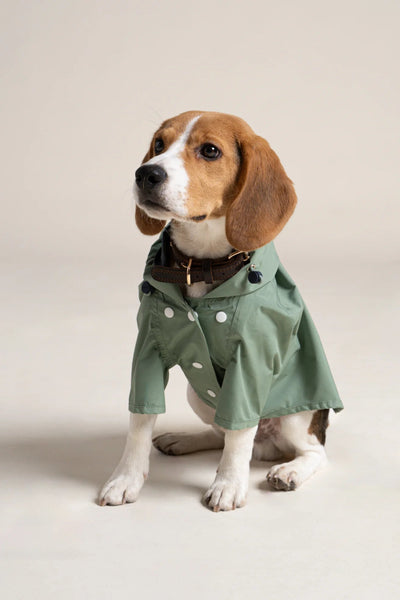 Boulogne raincoat for dogs -Flotte #couleur_vert-sauge