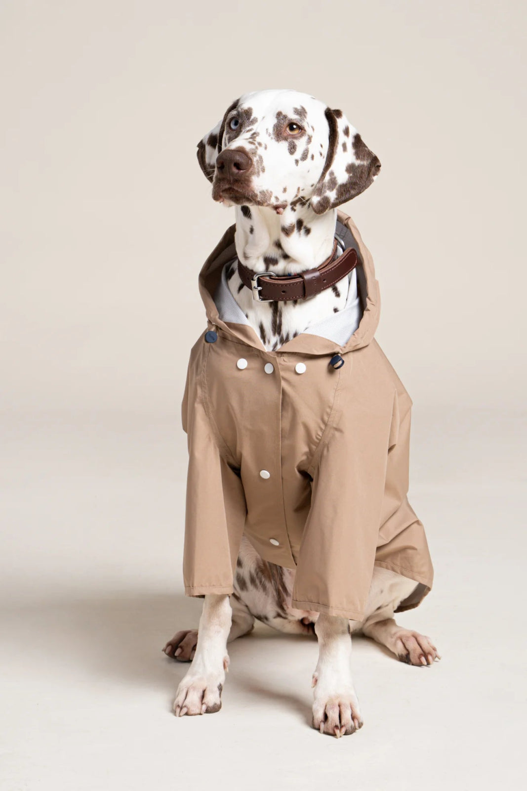 Boulogne raincoat for dogs -Flotte #couleur_sahara