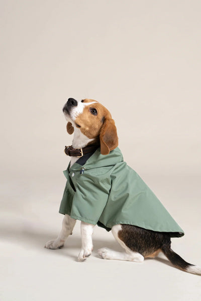 Boulogne raincoat for dogs -Flotte #couleur_vert-sauge