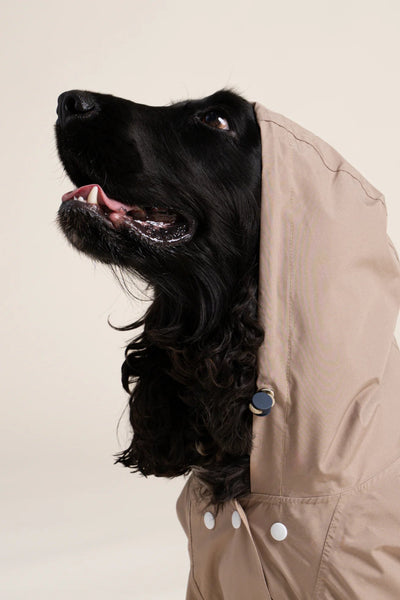 Boulogne raincoat for dogs -Flotte #couleur_sahara