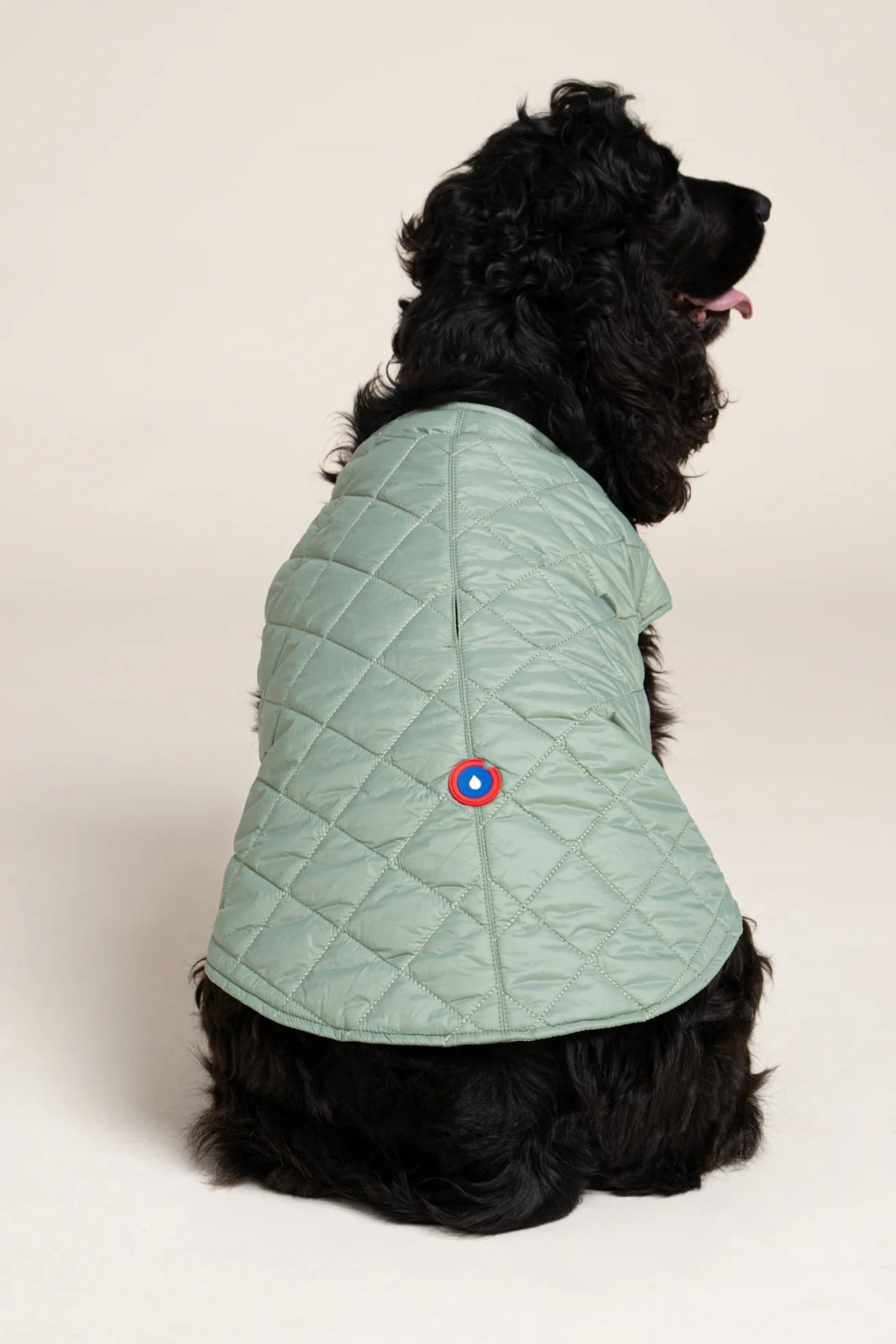 Vincennes - Down jacket for dogs - Flotte #couleur_vert-sauge