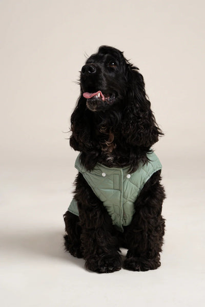 Vincennes - Down jacket for dogs - Flotte #couleur_vert-sauge