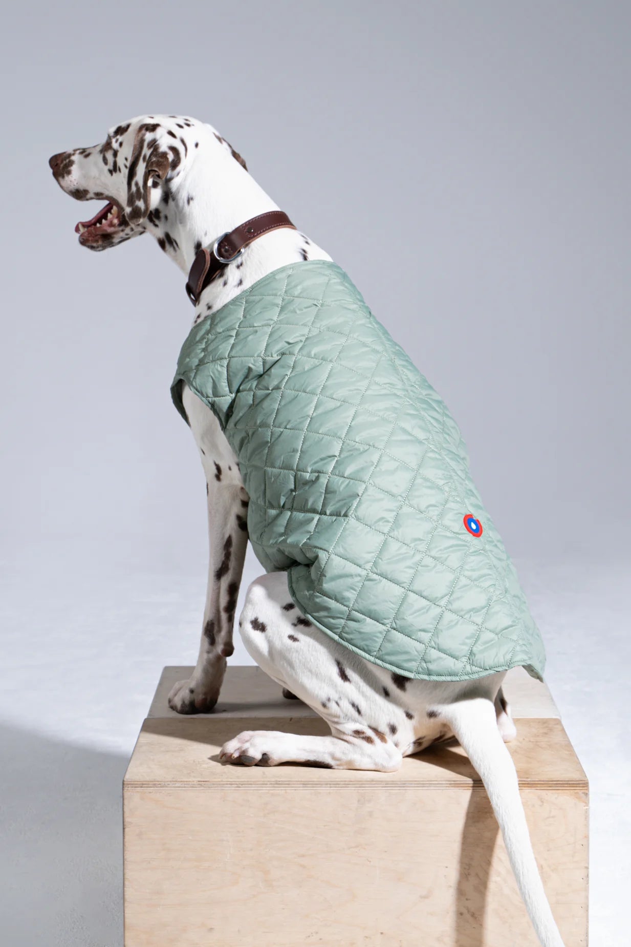 Vincennes - Coat for dogs - Flotte #couleur_Vert Sauge