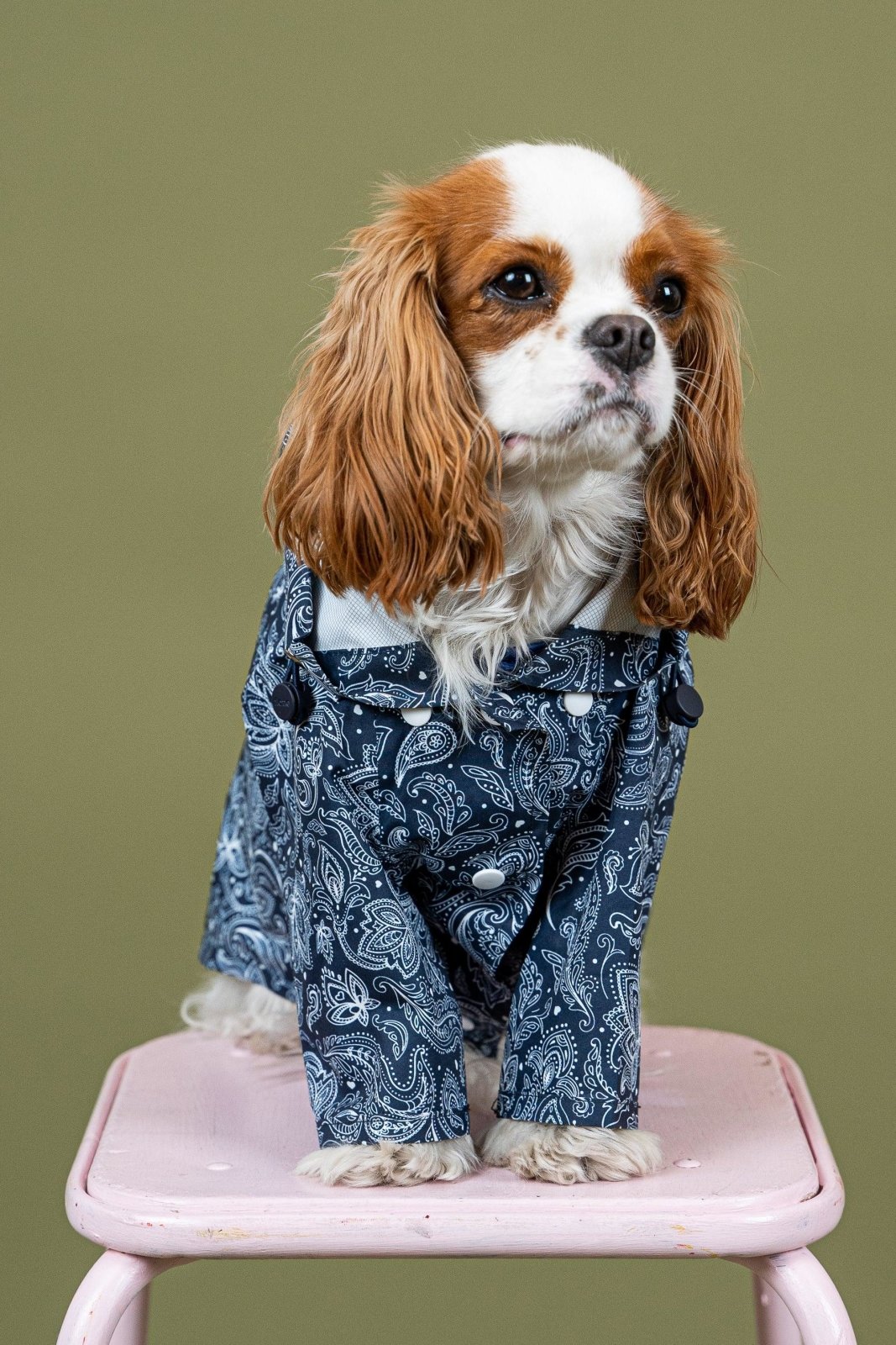 Boulogne - Raincoat for dogs - Flotte #couleur_paisley