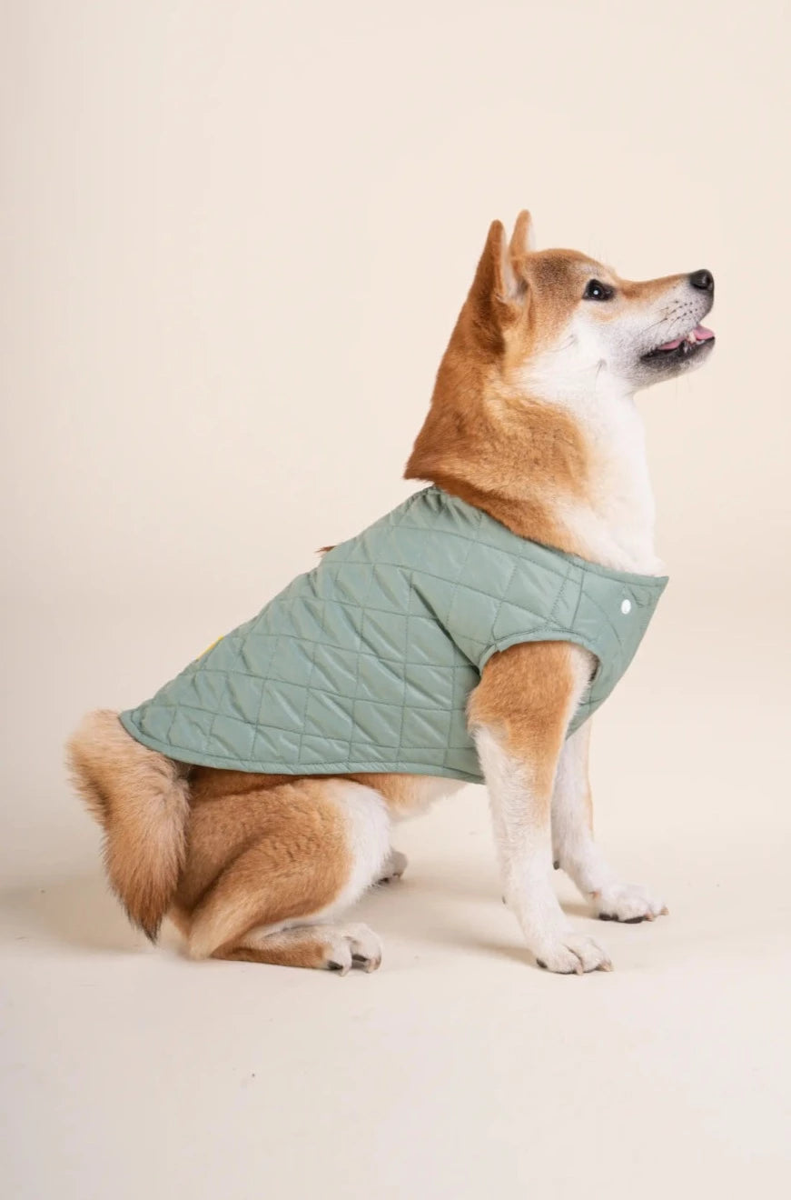 Vincennes - Sleeveless down jacket for dogs - Flotte #couleur_vert-sauge