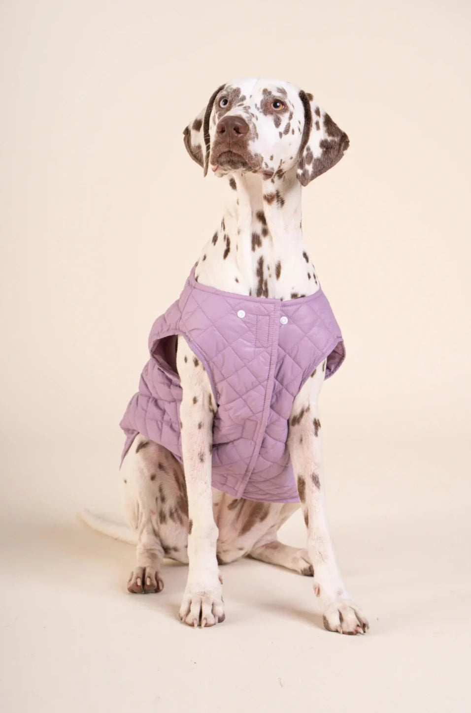 Vincennes - Sleeveless down jacket for dogs - Flotte #couleur_lilas