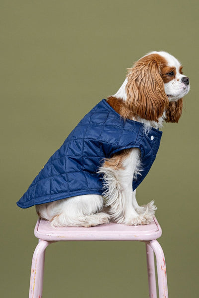 Vincennes - Sleeveless down jacket for dogs - Flotte #couleur_indigo