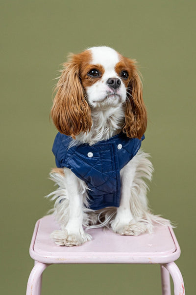 Vincennes - Sleeveless down jacket for dogs - Flotte #couleur_indigo